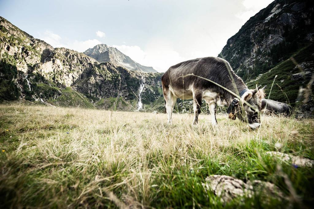 Alpenpension Pfurtscheller Neustift im Stubaital Exterior foto